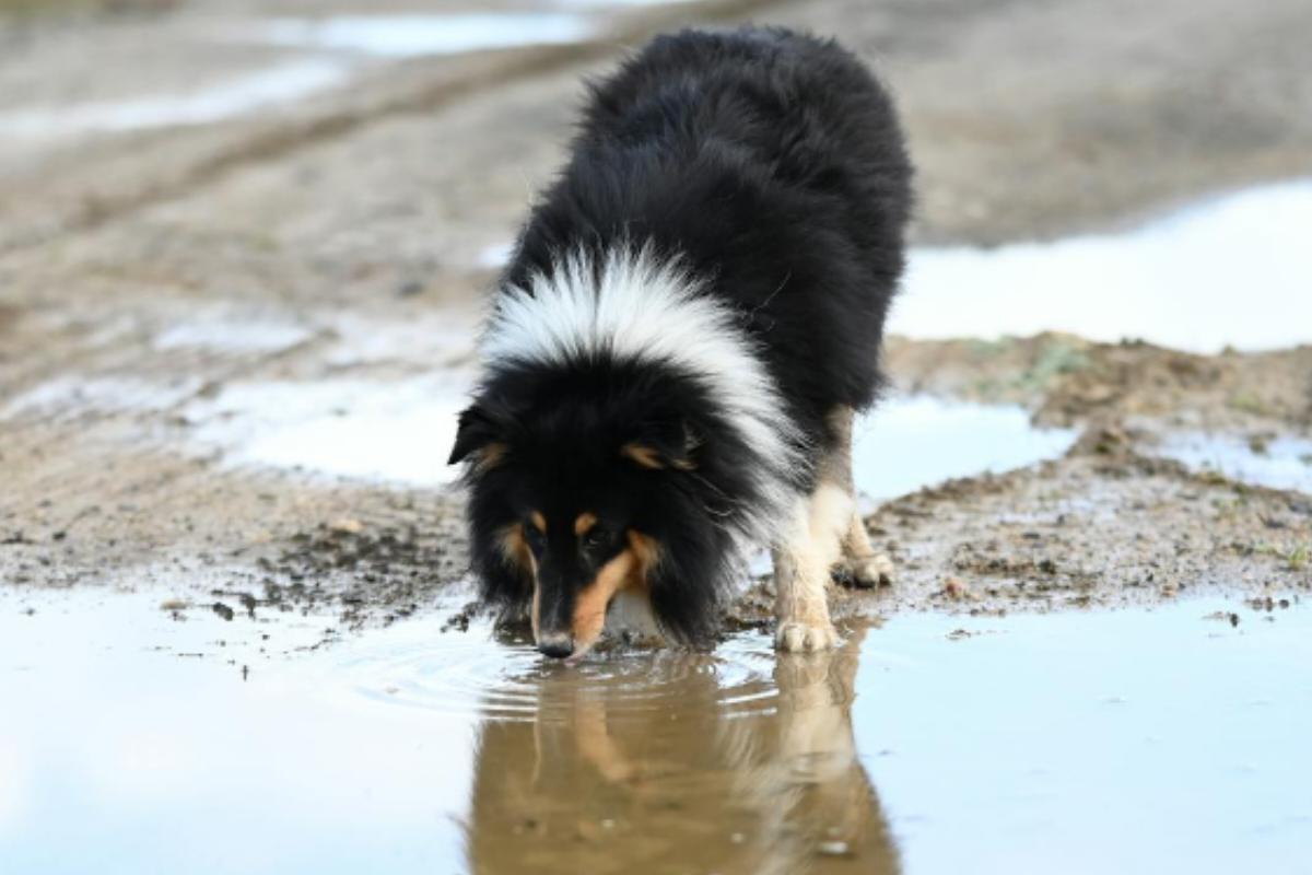 Why Does My Dog Throw Up After Drinking Water? A Comprehensive Guide